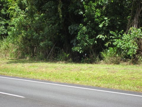 Cassowaries on the way to Mission Beach