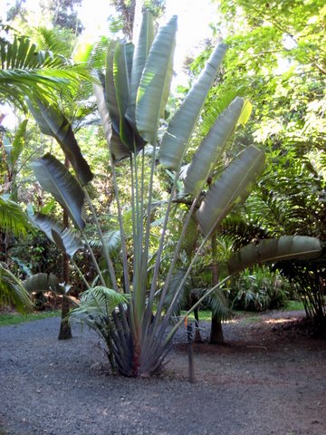 A trip to Paronella Park