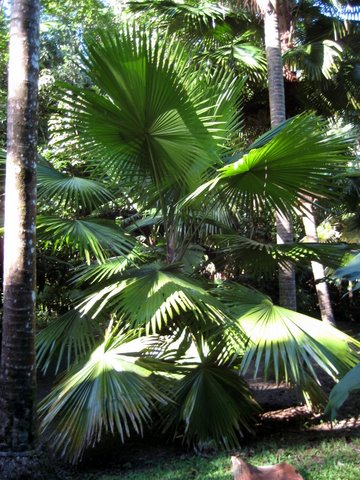 A trip to Paronella Park