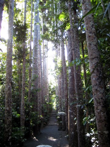 A trip to Paronella Park