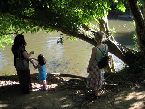 A trip to Paronella Park