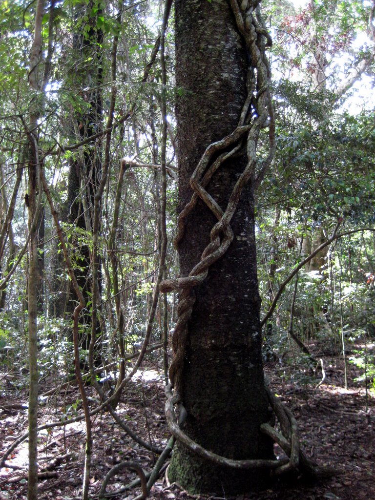 Peregian Beach - Maleny and Montville