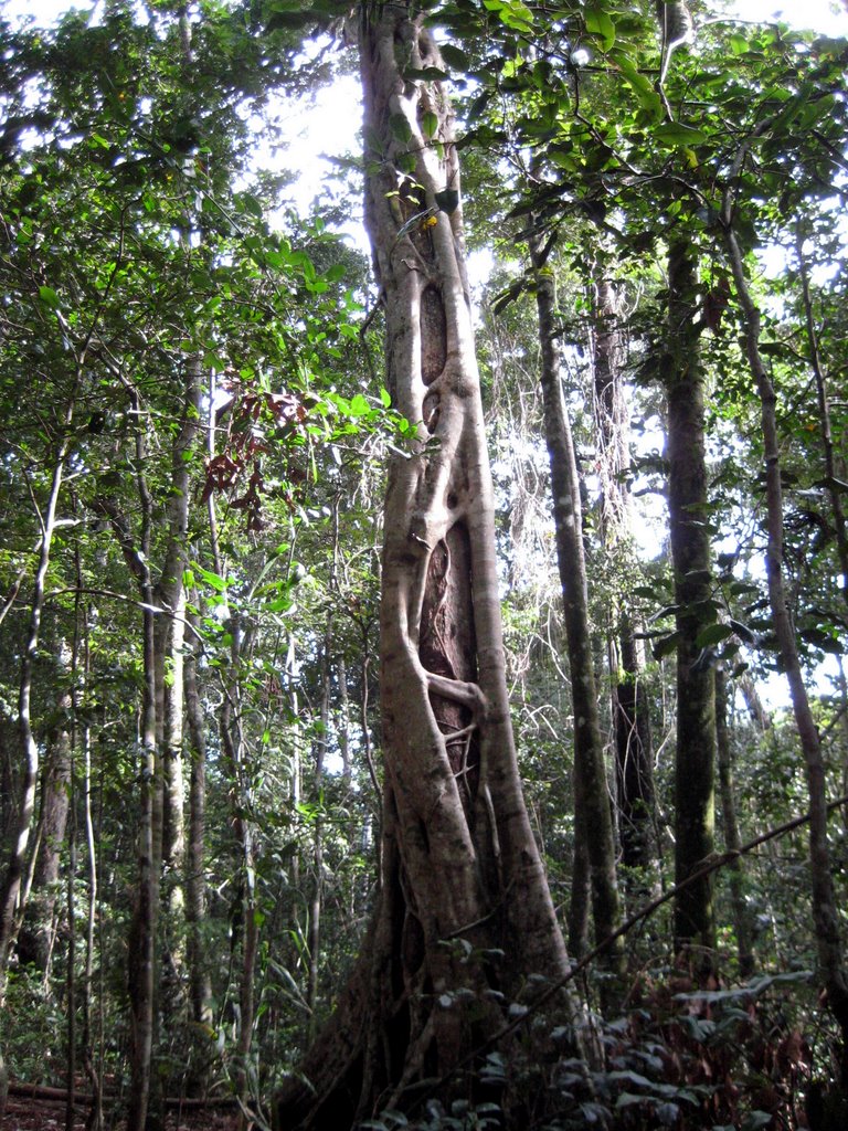 Peregian Beach - Maleny and Montville