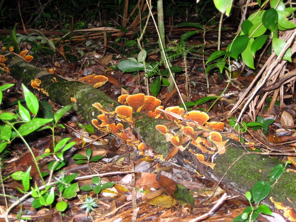 Peregian Beach - Maleny and Montville