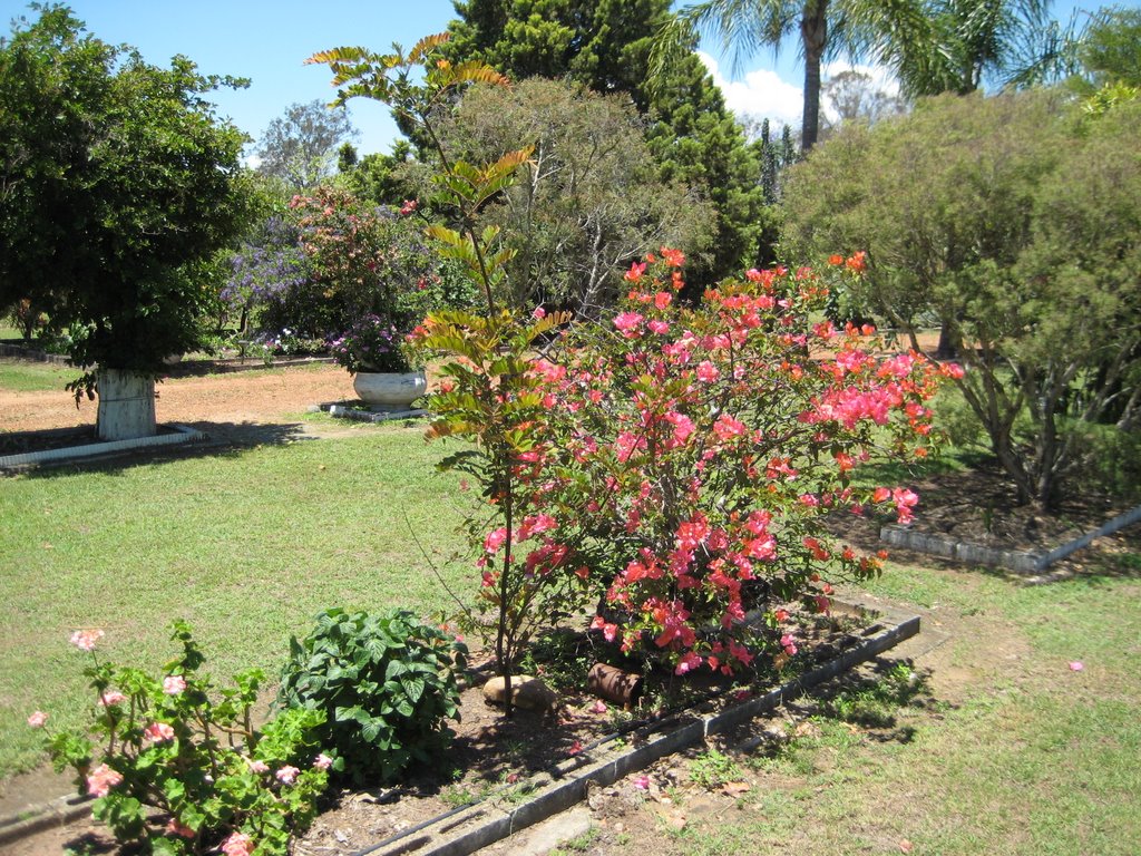 Bae has an amazing garden!