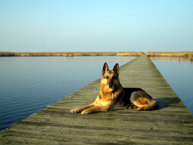 Vig: Rolf photo shoot