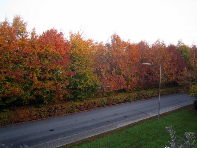 And all the leaves are... leaving!