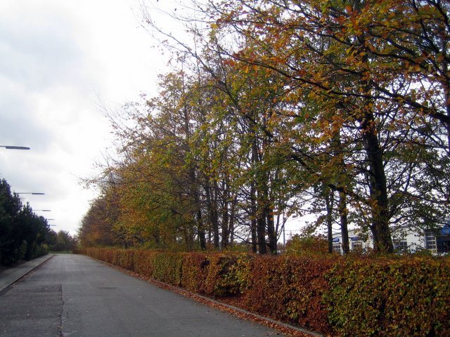 And all the leaves are... leaving!