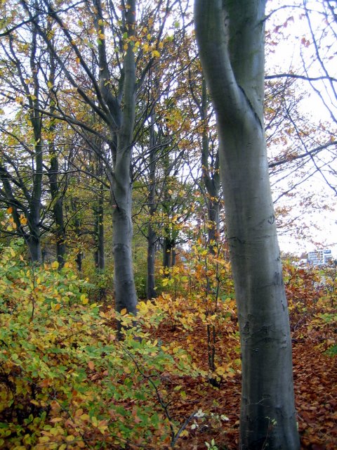 And all the leaves are... leaving!