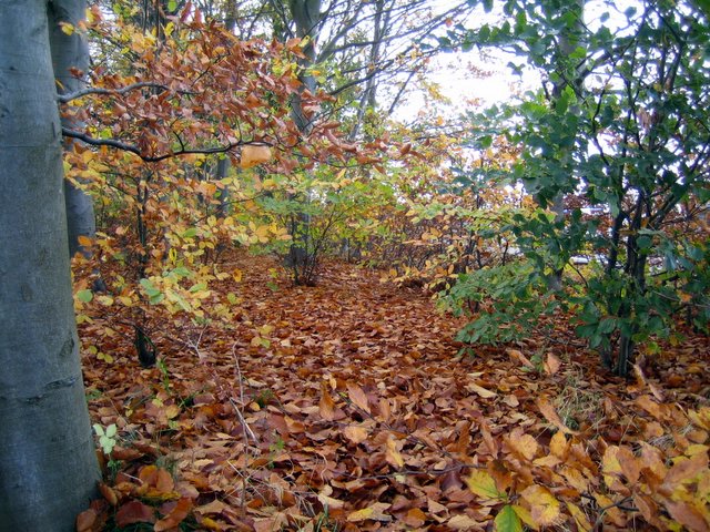 And all the leaves are... leaving!