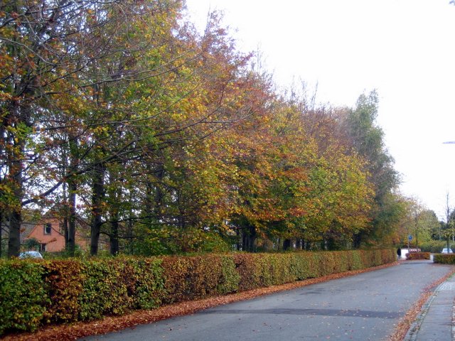 And all the leaves are... leaving!