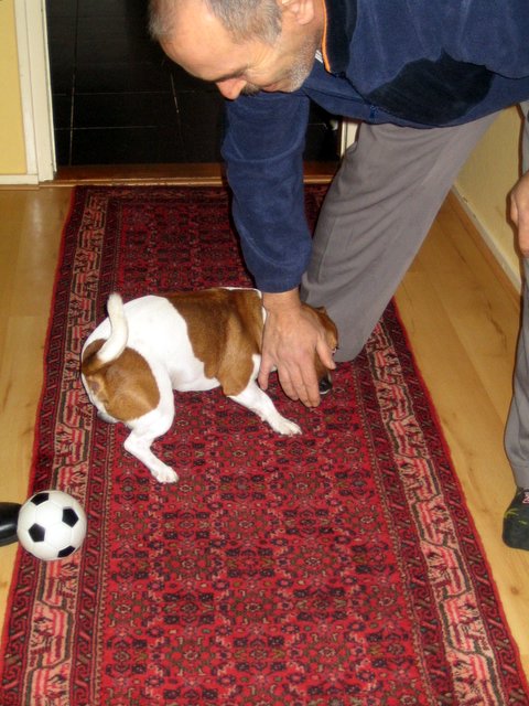 Artaxerxes' dog and cat