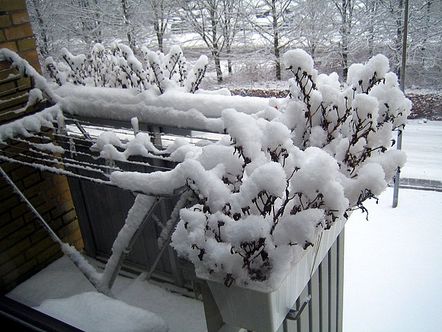 Snow Snow Snow