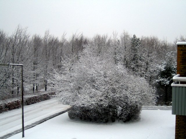 Snow Snow Snow