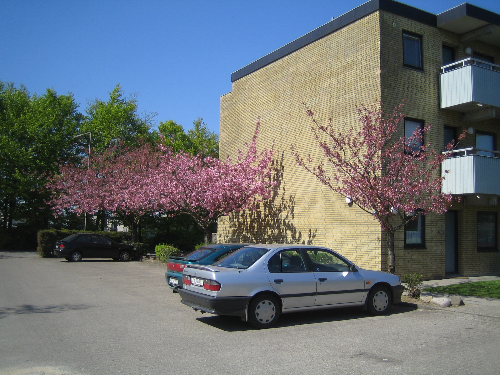Heliosvænget in Bloom