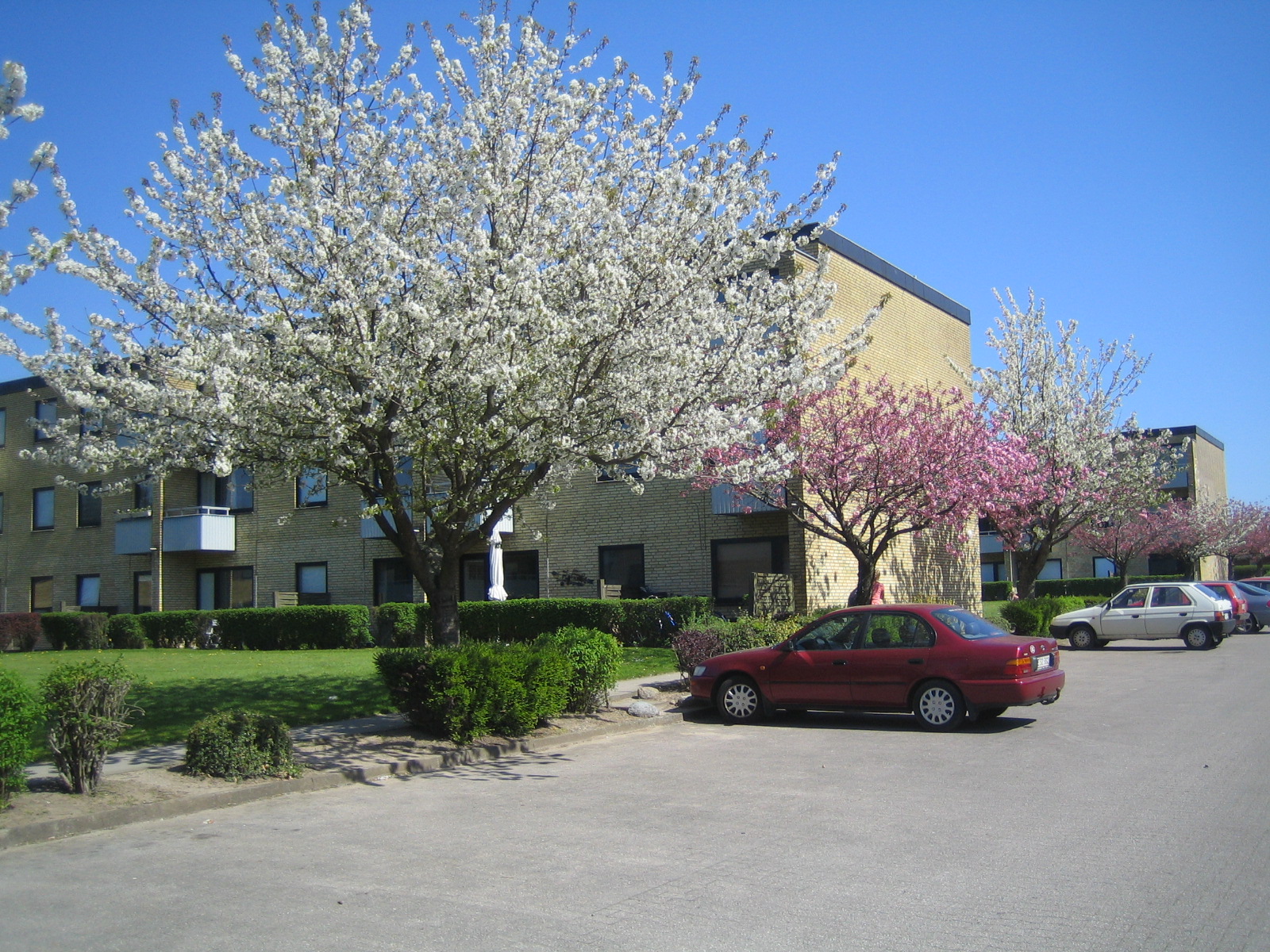 Heliosvænget in Bloom