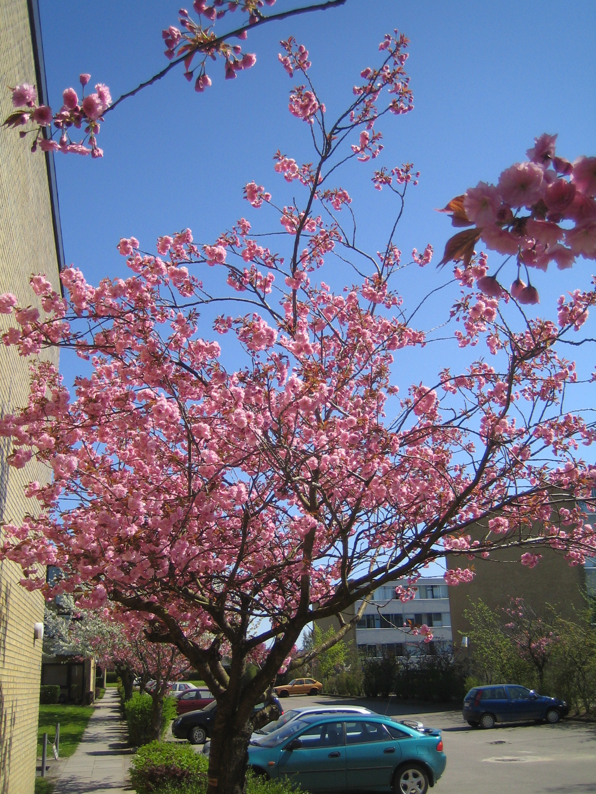 Heliosvænget in Bloom