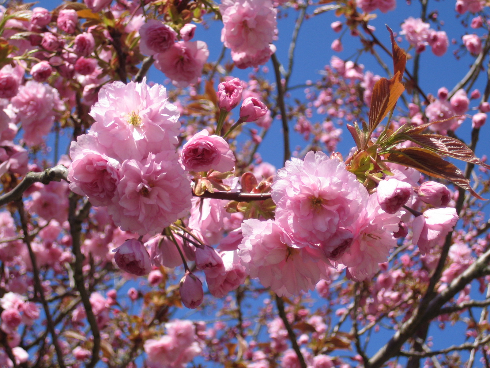 Heliosvænget in Bloom