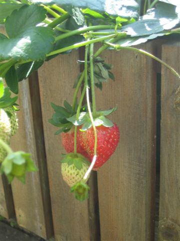 A trip to Farmor
