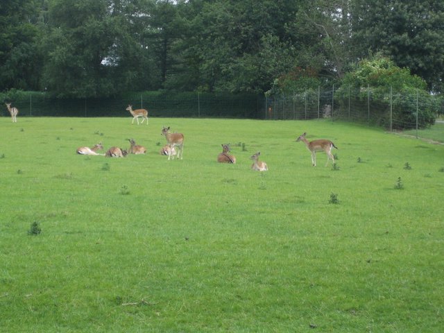 Oh dear, I mean, deer