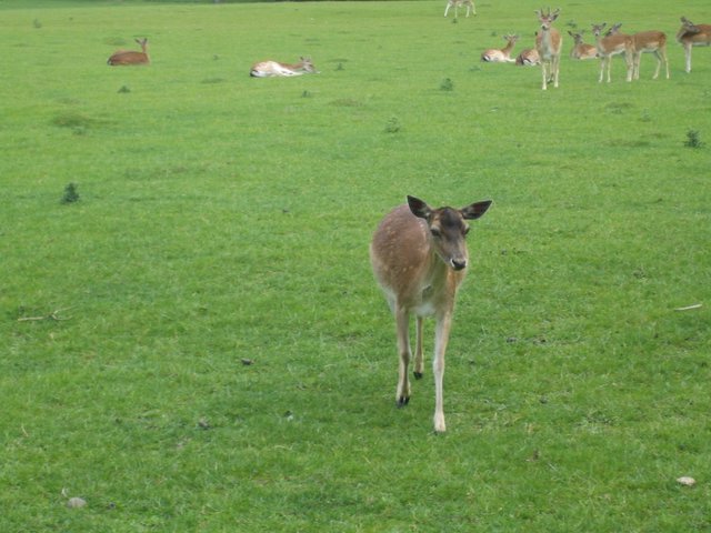 Oh dear, I mean, deer