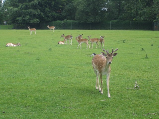 Oh dear, I mean, deer