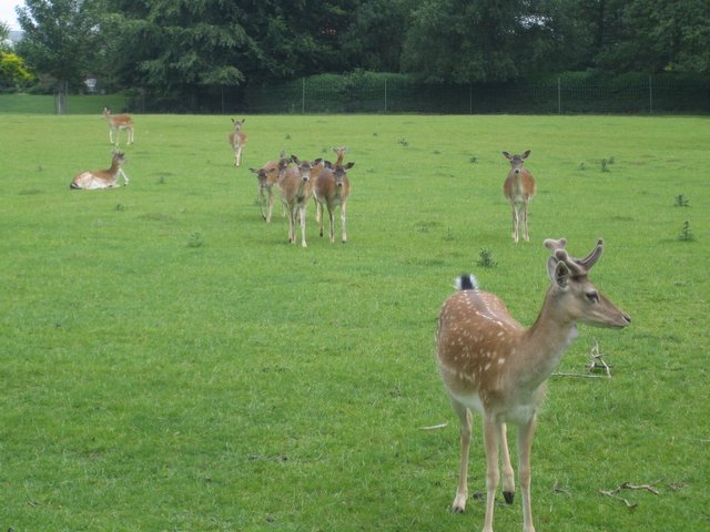 Oh dear, I mean, deer