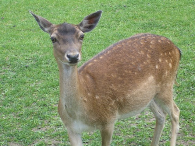 Oh dear, I mean, deer