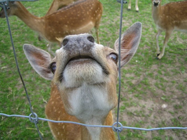 Oh dear, I mean, deer