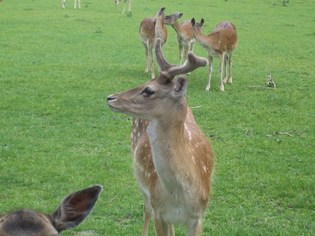 Oh dear, I mean, deer
