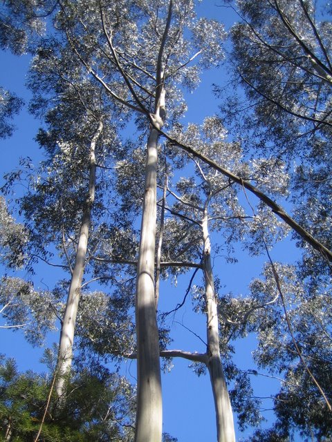 Katoomba: The Three Sisters