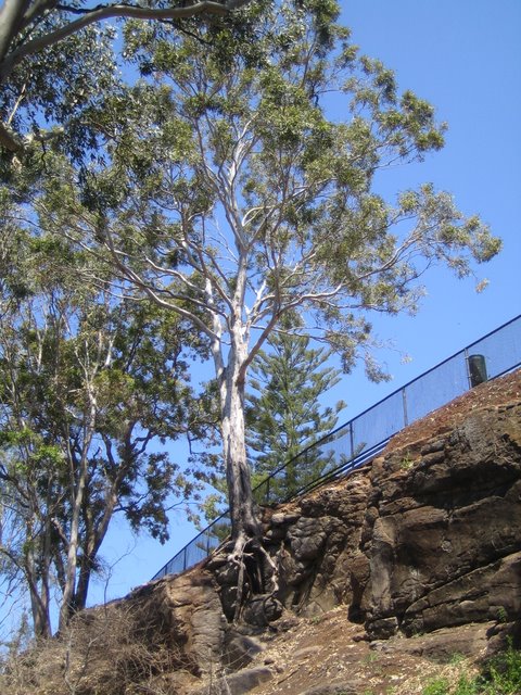 Day Trip to Toowoomba