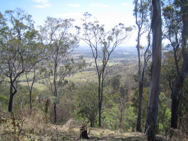 Bushfires and Treetop walking