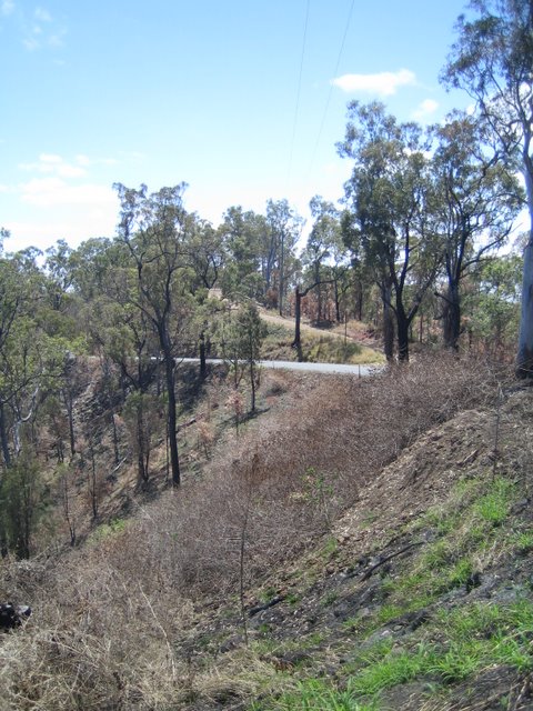 Bushfires and Treetop walking