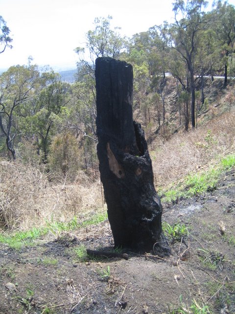 Bushfires and Treetop walking