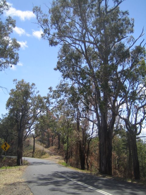 Bushfires and Treetop walking
