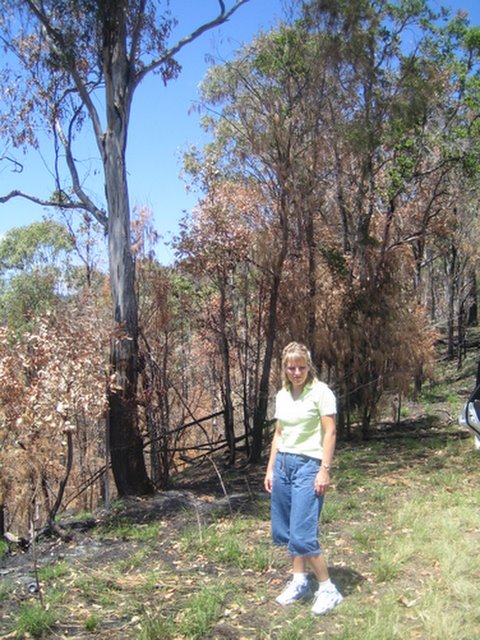 Bushfires and Treetop walking