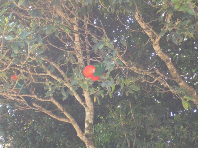 O'Reilly's: Bird feeding