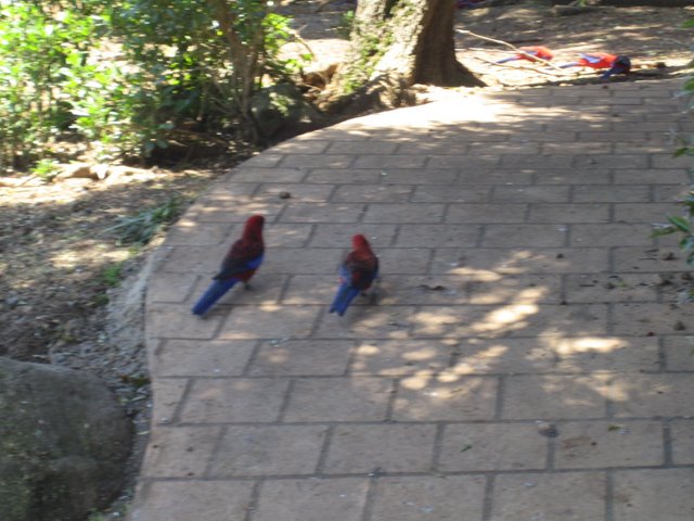 O'Reilly's: Bird feeding