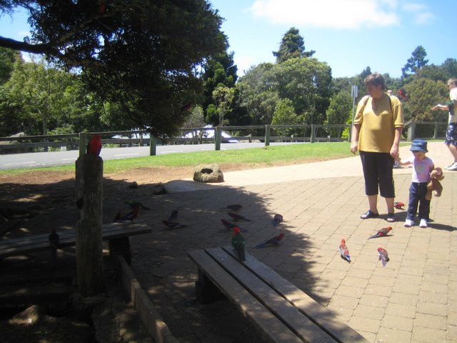 O'Reilly's: Bird feeding