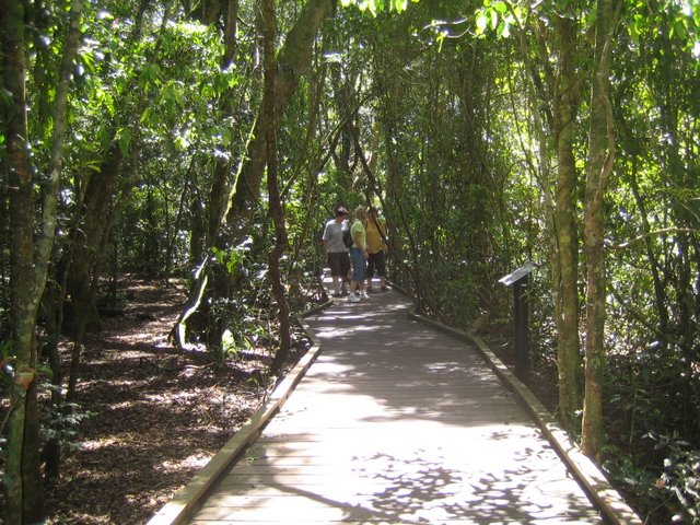 Bushfires and Treetop walking