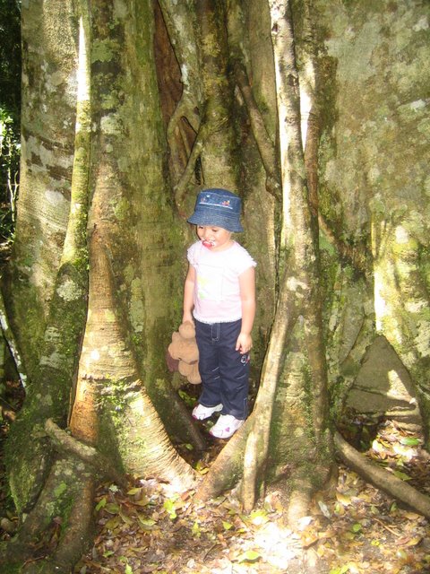 Bushfires and Treetop walking
