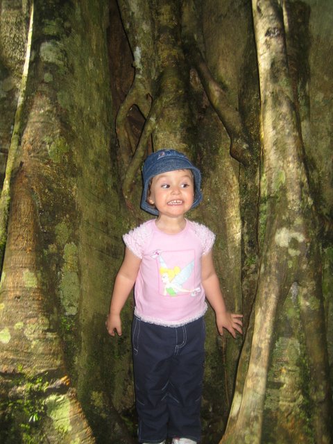 Bushfires and Treetop walking