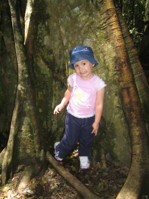 Bushfires and Treetop walking