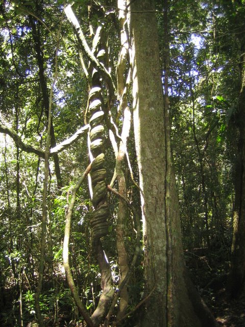 Bushfires and Treetop walking