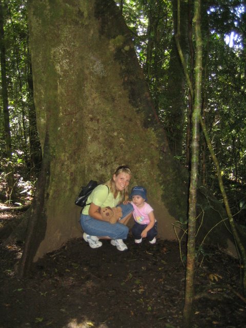 Bushfires and Treetop walking