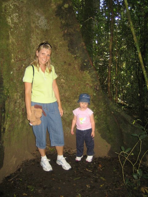 Bushfires and Treetop walking
