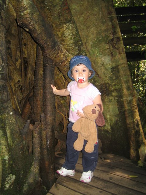 Bushfires and Treetop walking