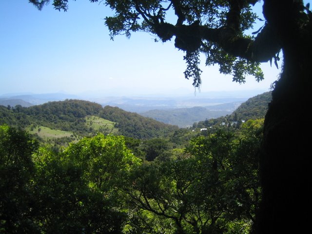 Bushfires and Treetop walking