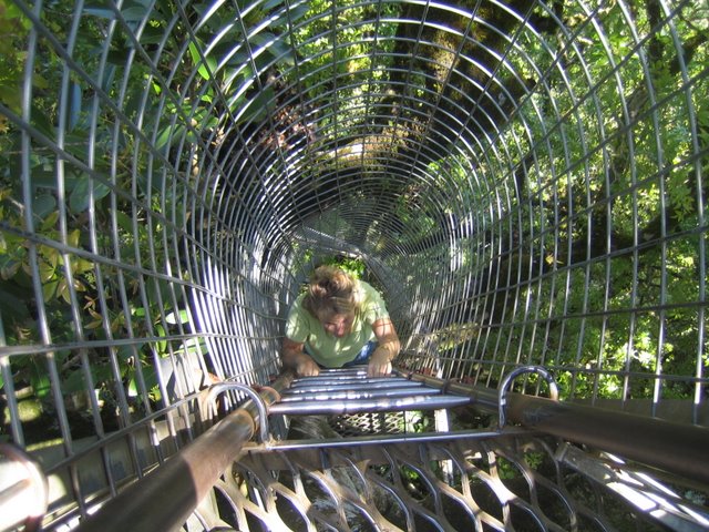 Bushfires and Treetop walking